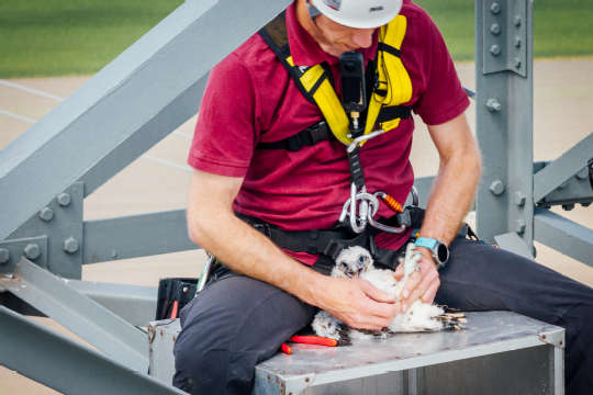 Beringung Sakerfalke 2025